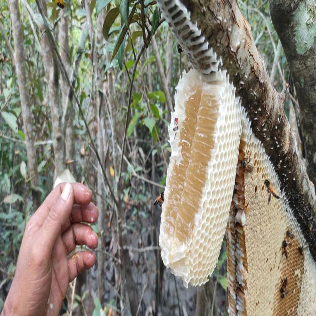 Natural Honey from Sundarban (500 gram)