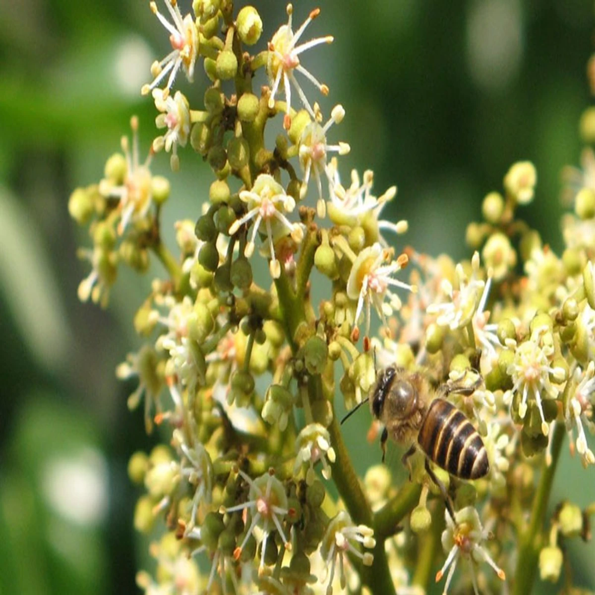 Litchi Flower Honey (লিচু মধু)-500 gm