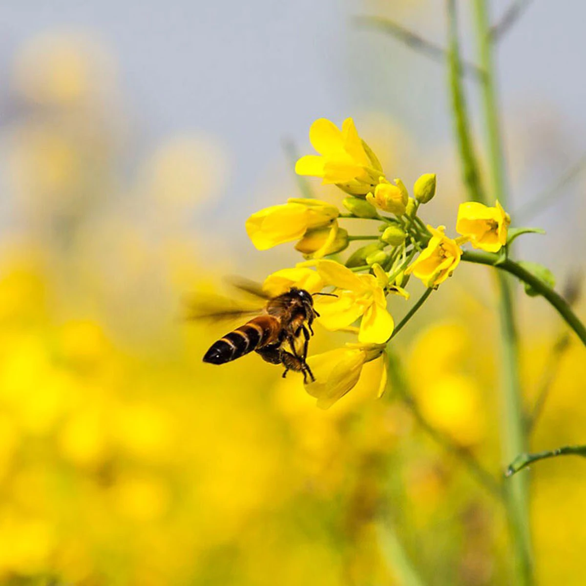 Mustard Flower (সরিষা মধু) Honey-500 gm