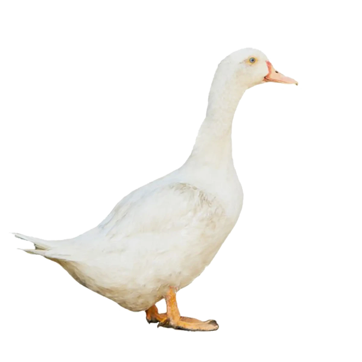 Beijing Duck (হাঁস) proceed-1 kg