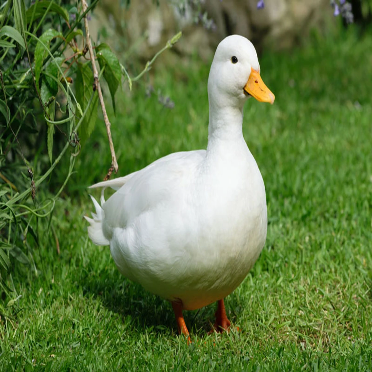 Beijing Duck (হাঁস) proceed-1 kg