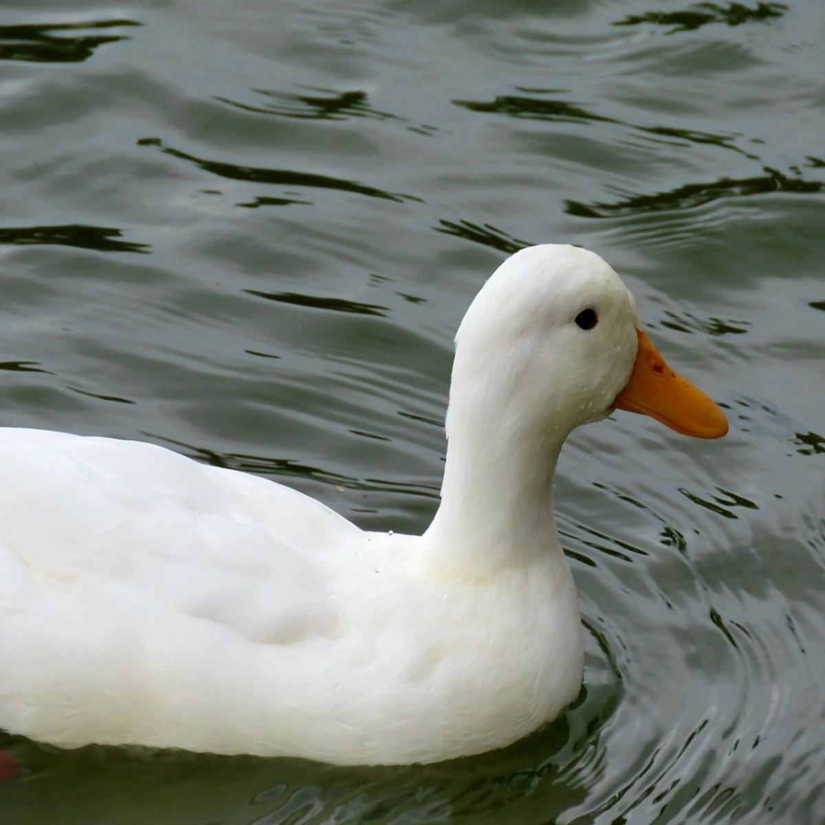 Beijing Duck (হাঁস) proceed-1 kg